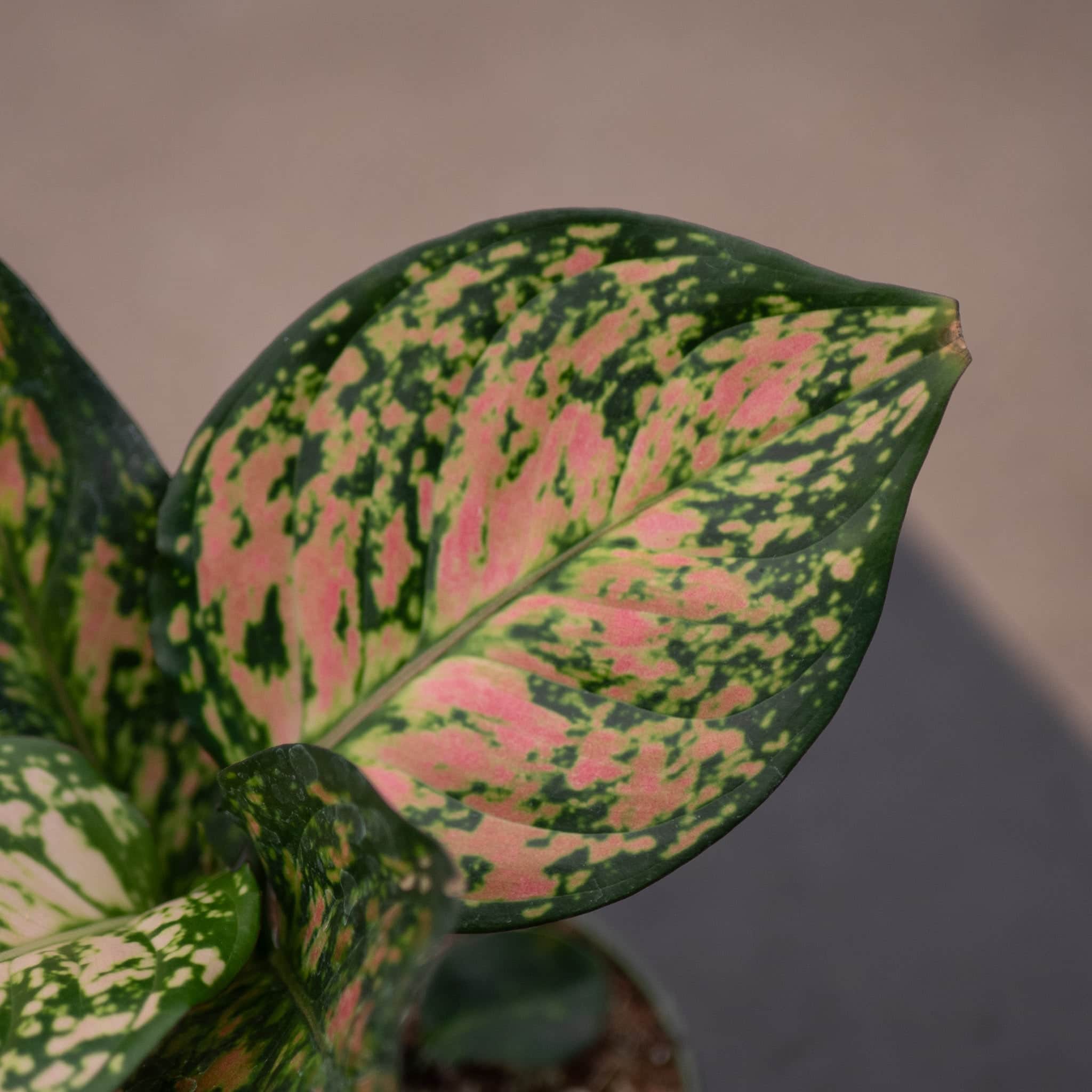 Aglaonema 'Red Anyamanee' – Gabriella Plants