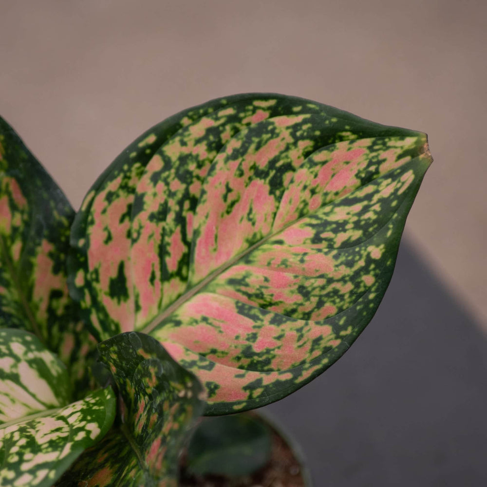 Gabriella Plants Aglaonema 4" Aglaonema 'Red Anyamanee'