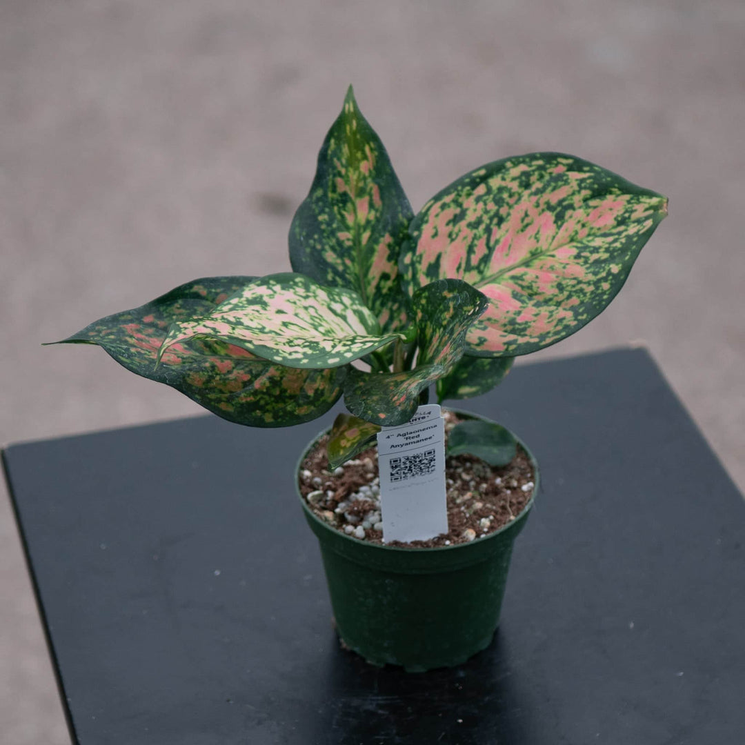 Gabriella Plants Aglaonema 4" Aglaonema 'Red Anyamanee'