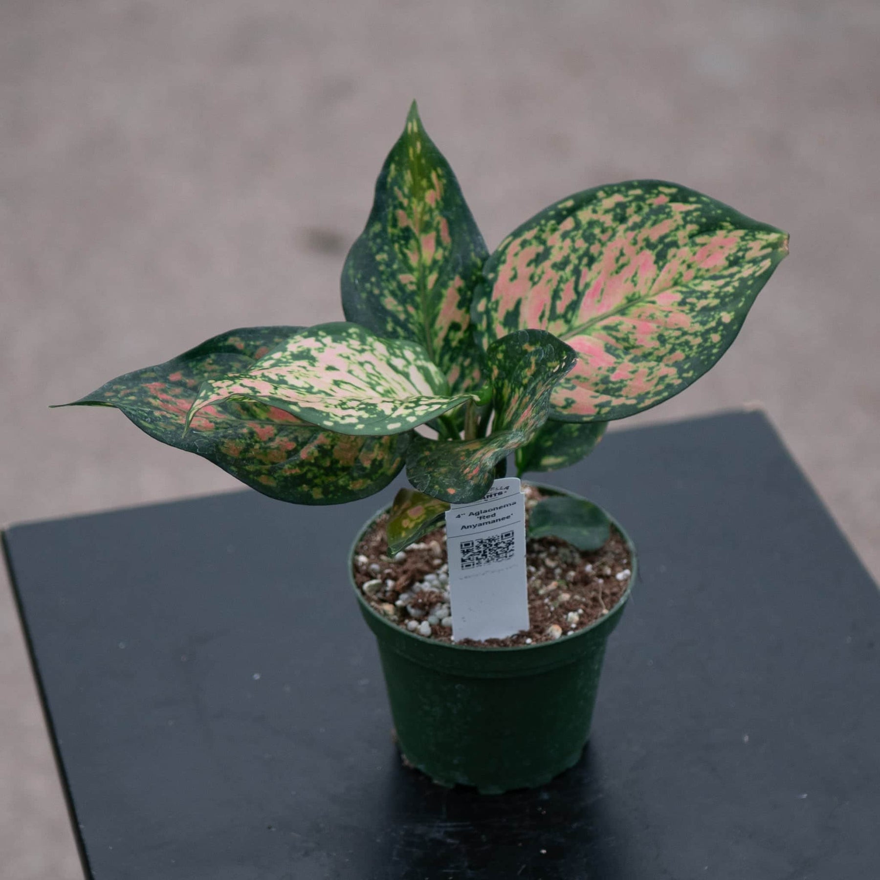 aglaonema anyamanee Aglaonema 'Red Anyamanee'