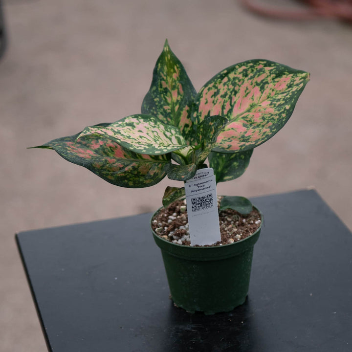 Gabriella Plants Aglaonema 4" Aglaonema 'Red Anyamanee'