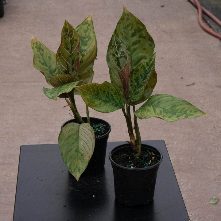 aglaonema rotundum red army Aglaonema 'Red Army'
