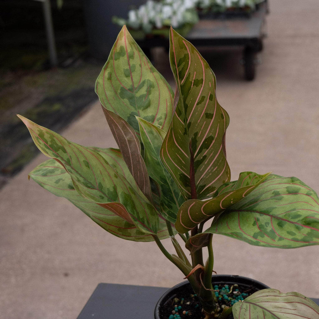 aglaonema red army Aglaonema 'Red Army'