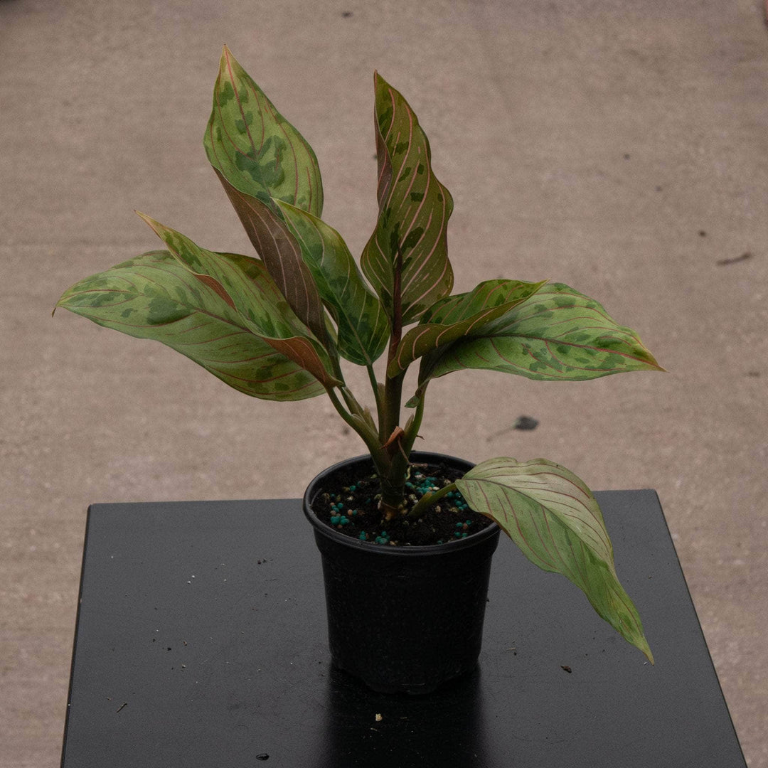 aglaonema melanie joe Aglaonema 'Red Army'