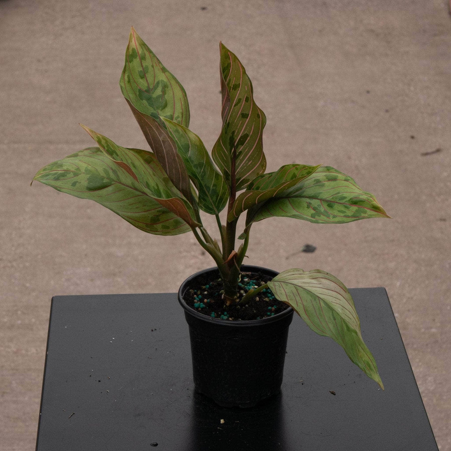 aglaonema army Aglaonema 'Red Army'