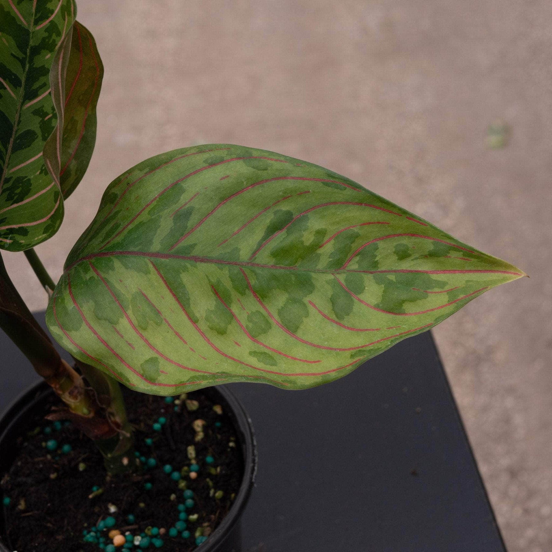 aglaonema army Aglaonema 'Red Army'
