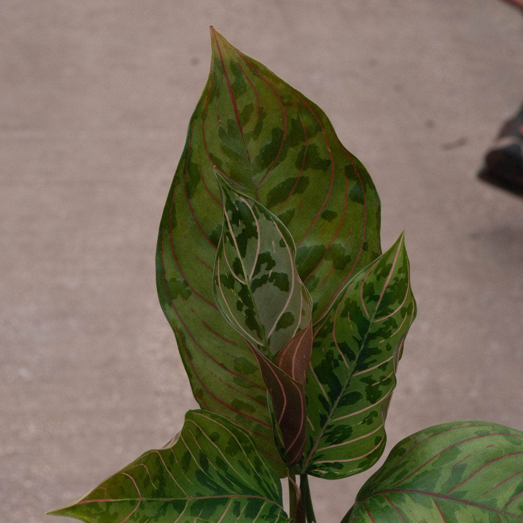 aglaonema green army Aglaonema 'Red Army'