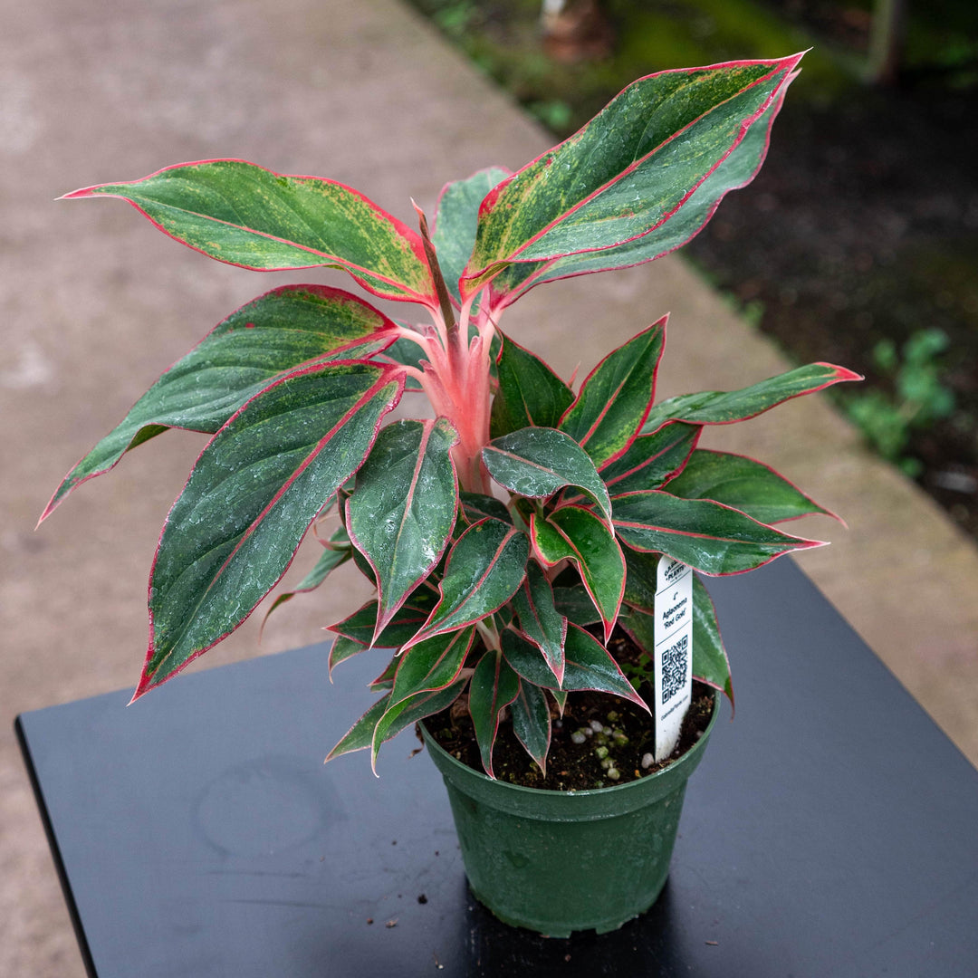 aglaonema red and green Aglaonema 'Red Gold'