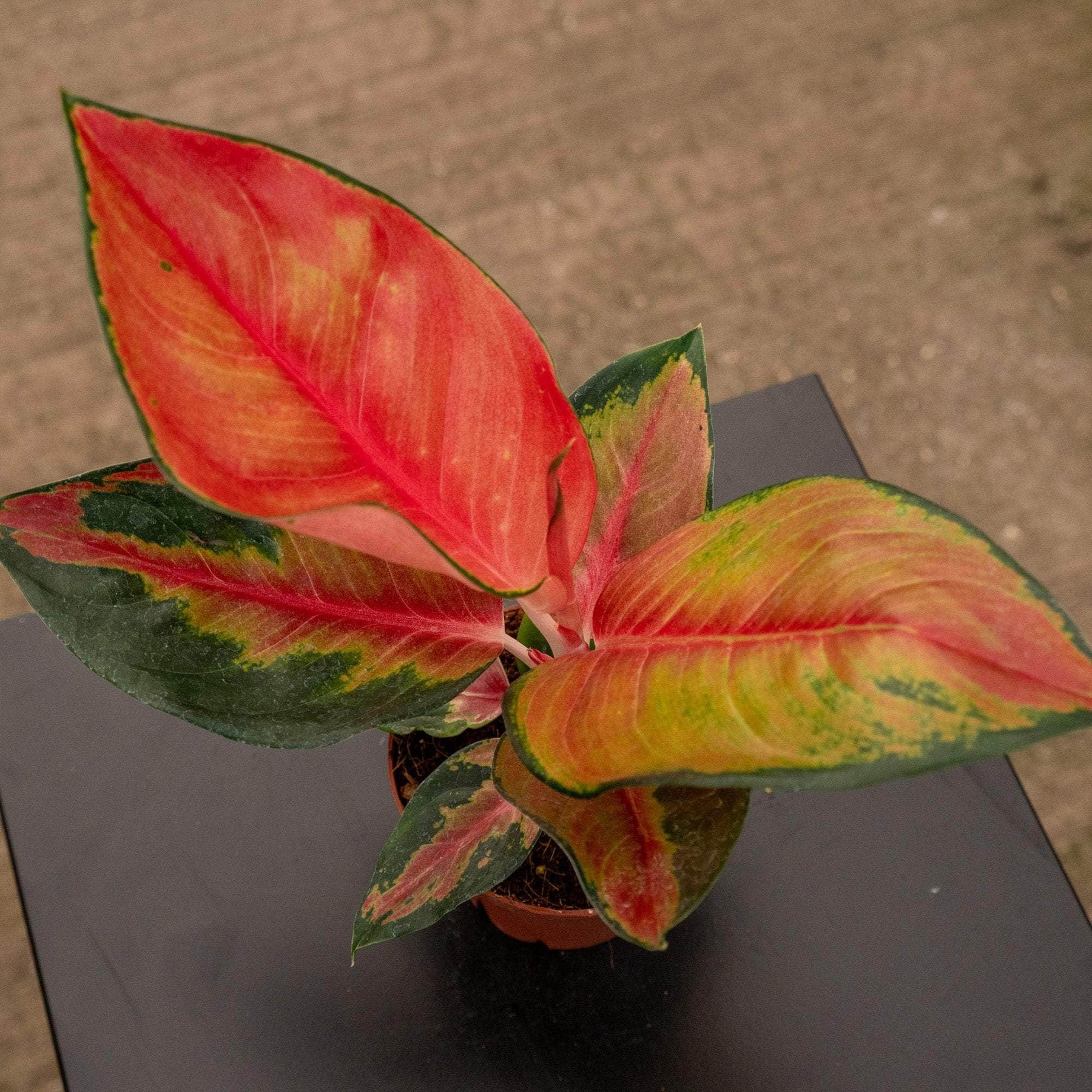 aglaonema star king Aglaonema 'Red King'