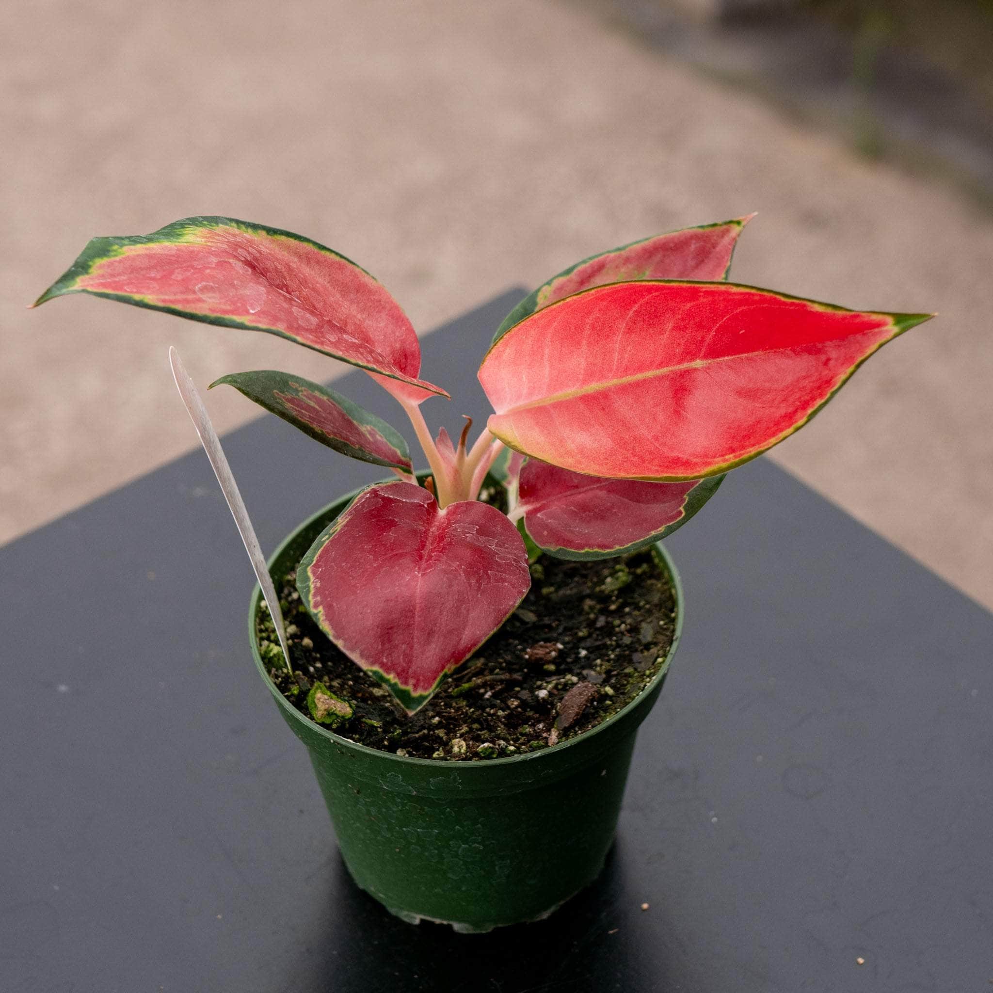 Aglaonema ‘Red King’ - Gabriella Plants