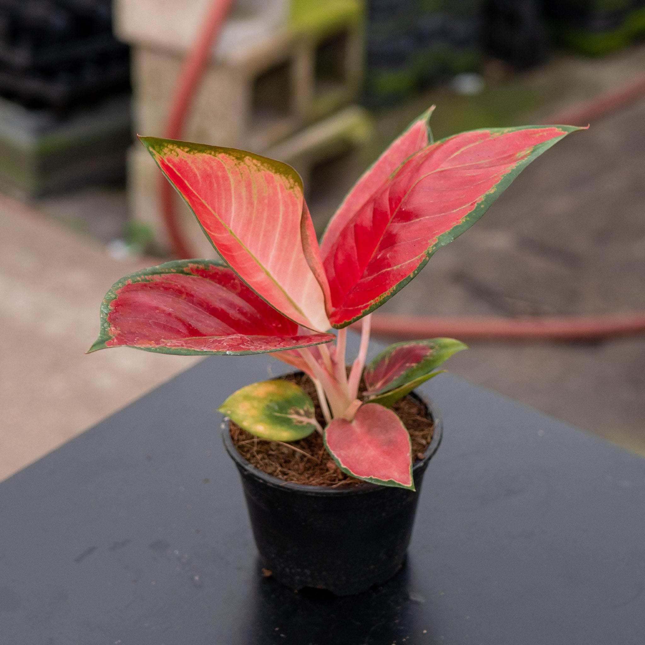 aglaonema red star king Aglaonema ‘Red King’