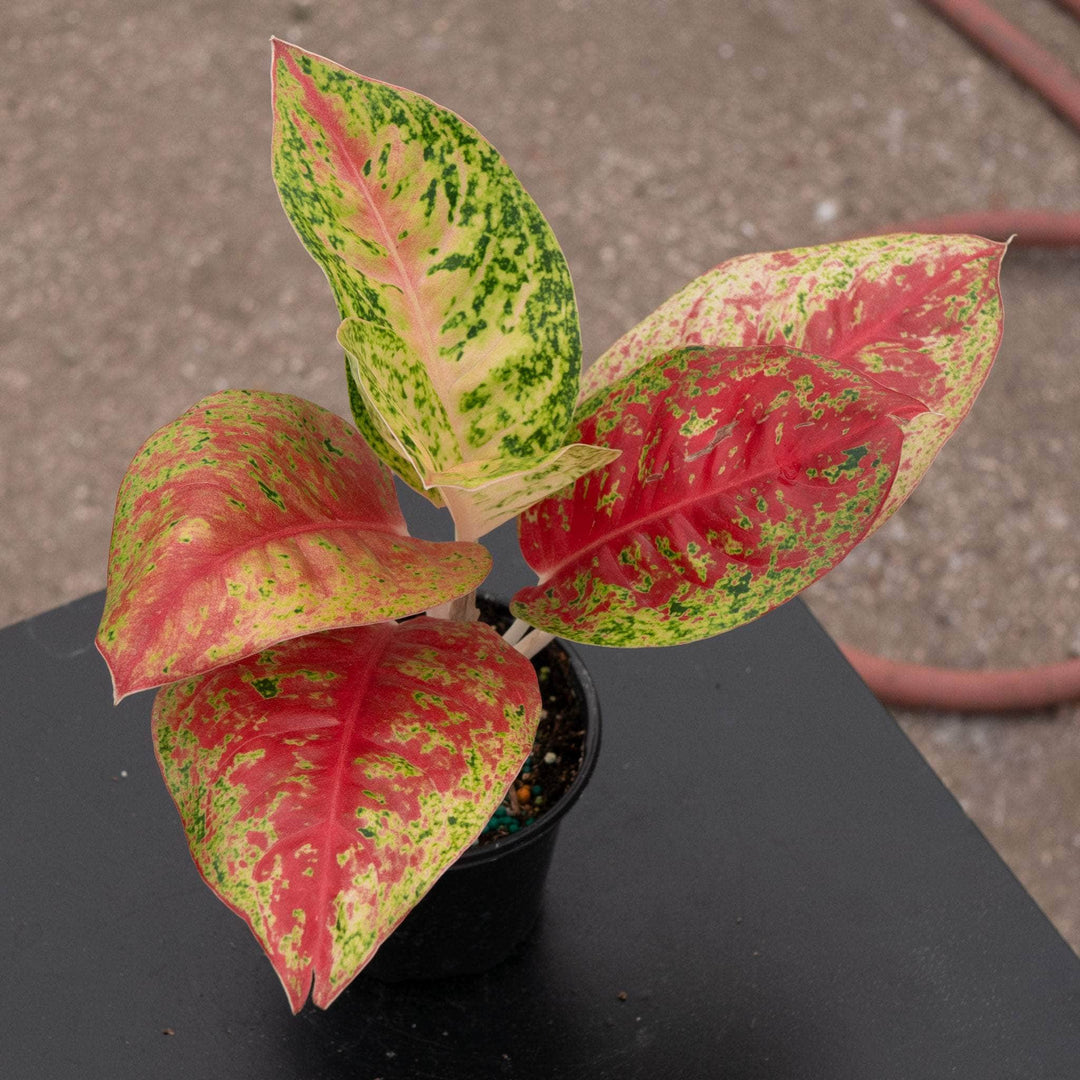 aglaonema red elephant Aglaonema 'Red Mahasetii'