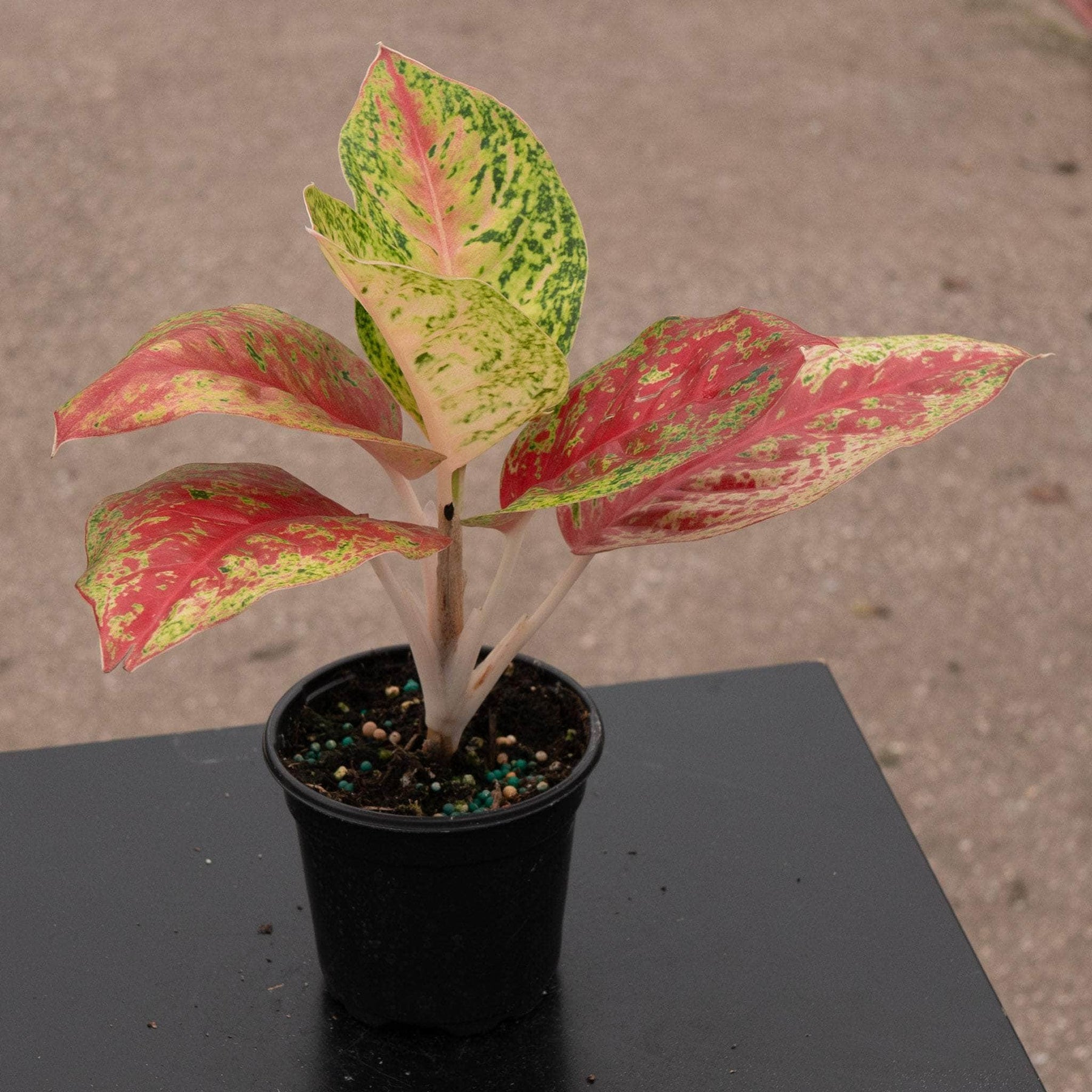 aglaonema skötsel Aglaonema 'Red Mahasetii'