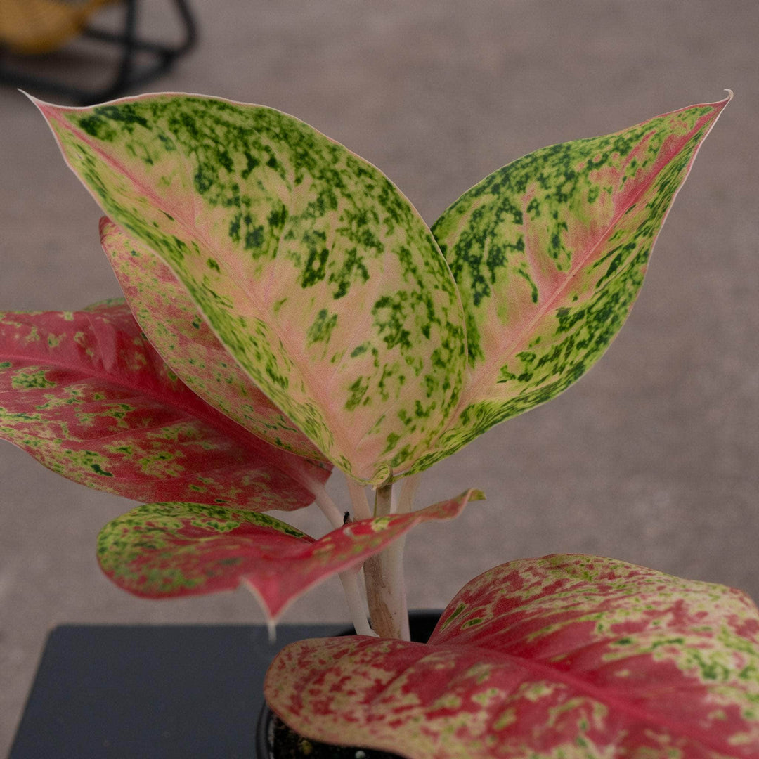 aglaonema skötsel Aglaonema 'Red Mahasetii'