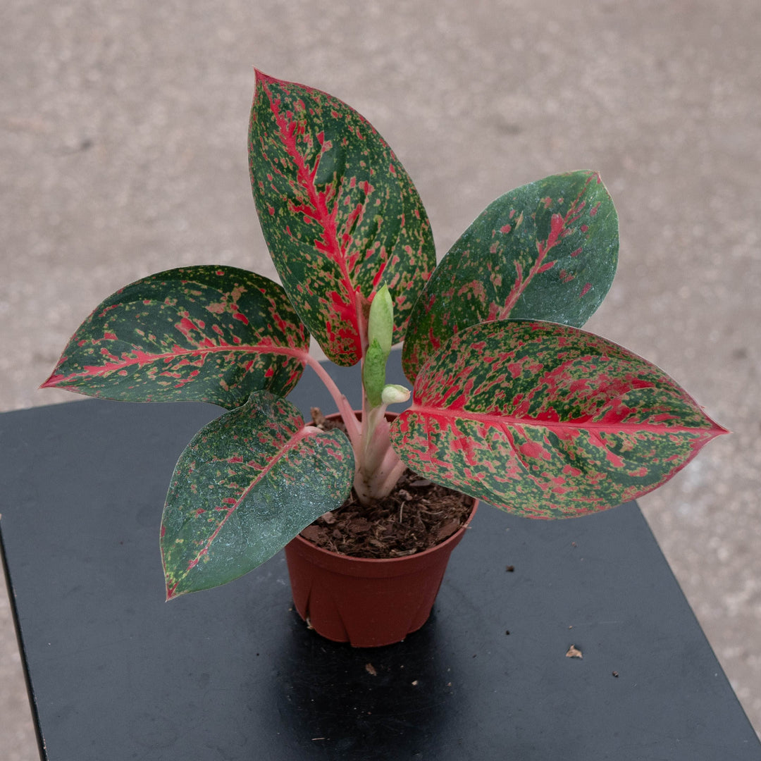 Gabriella Plants Aglaonema 4" Aglaonema &