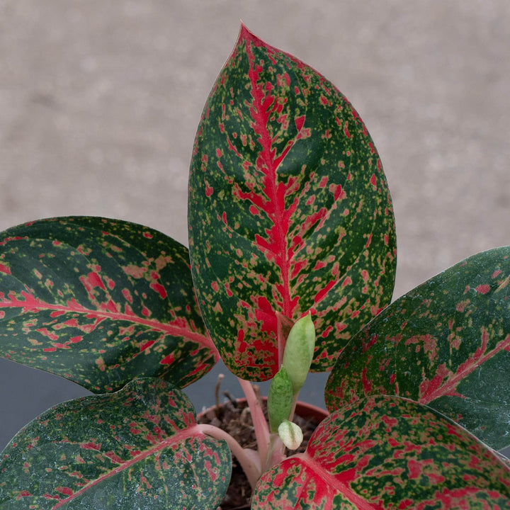 Gabriella Plants Aglaonema 4" Aglaonema &