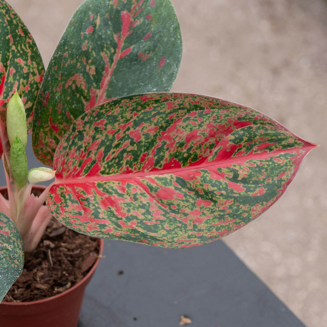 Gabriella Plants Aglaonema 4" Aglaonema &