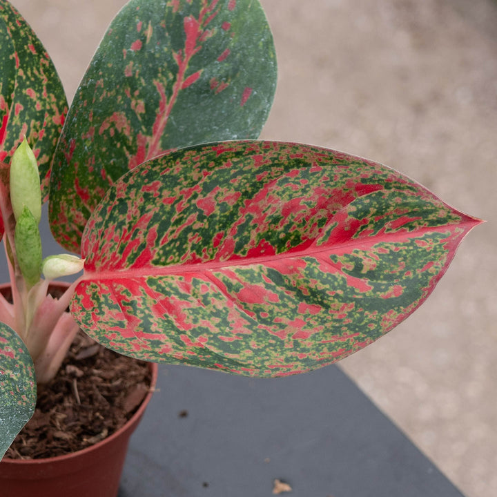 Gabriella Plants Aglaonema 4" Aglaonema &