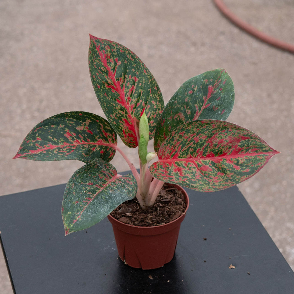 Gabriella Plants Aglaonema 4" Aglaonema 'Red Stardust'