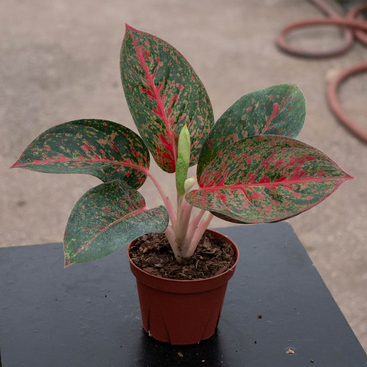 Gabriella Plants Aglaonema 4" Aglaonema &