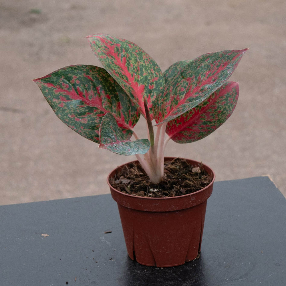 Gabriella Plants Aglaonema 4" Aglaonema 'Red Stardust'