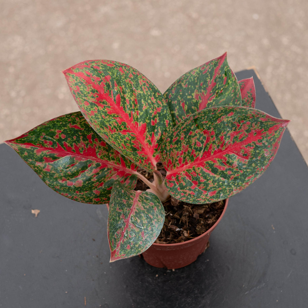 Gabriella Plants Aglaonema 4" Aglaonema &