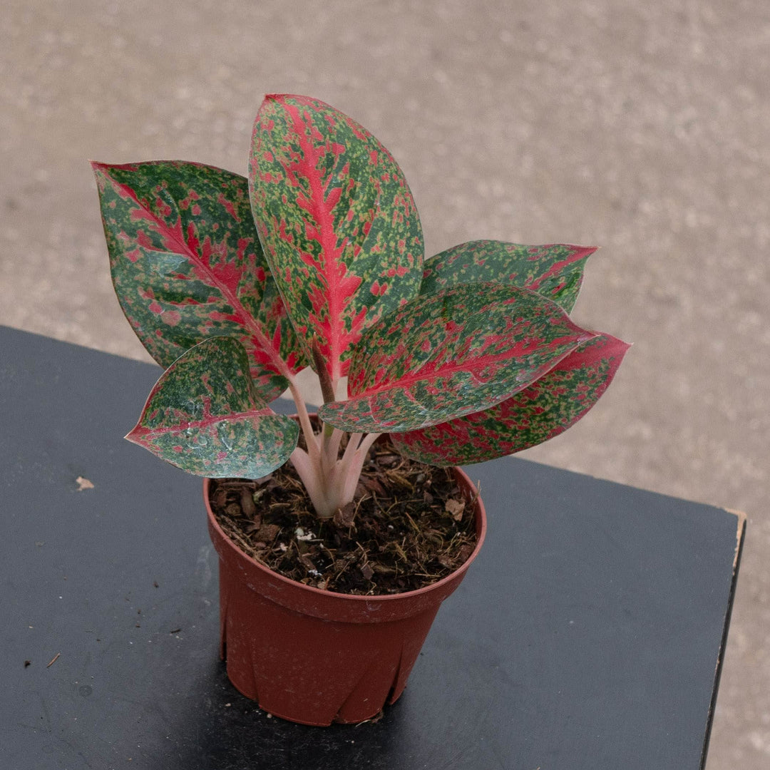 Gabriella Plants Aglaonema 4" Aglaonema 'Red Stardust'