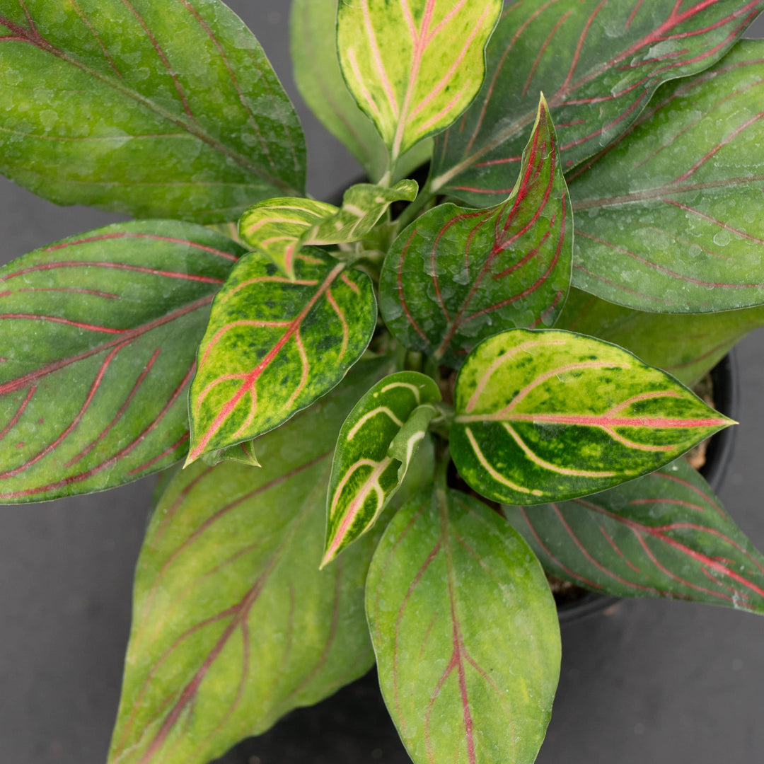 Gabriella Plants Aglaonema 4" Aglaonema 'Red Vein'