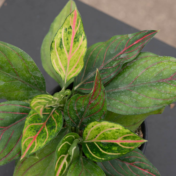 Gabriella Plants Aglaonema 4" Aglaonema 'Red Vein'