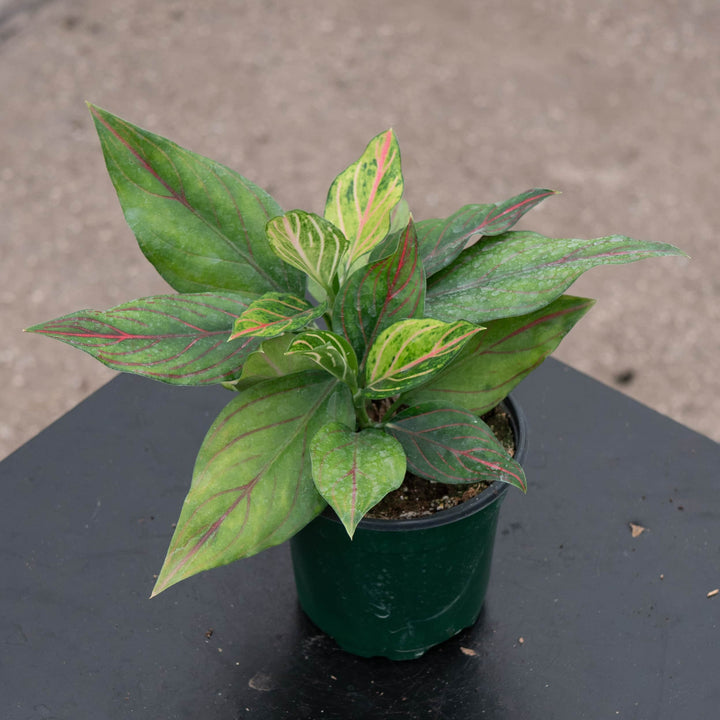 Gabriella Plants Aglaonema 4" Aglaonema 'Red Vein'