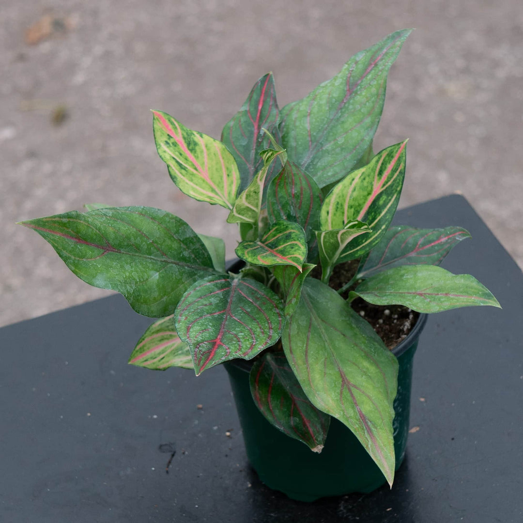 Gabriella Plants Aglaonema 4" Aglaonema 'Red Vein'