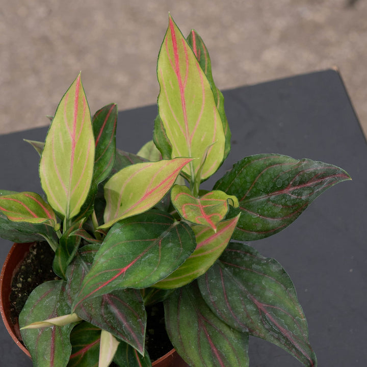 Gabriella Plants Aglaonema 4" Aglaonema 'Red Vein'