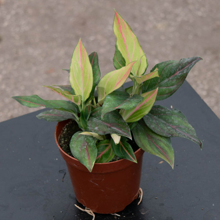 Gabriella Plants Aglaonema 4" Aglaonema 'Red Vein'