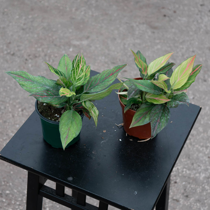 Gabriella Plants Aglaonema 4" Aglaonema 'Red Vein'