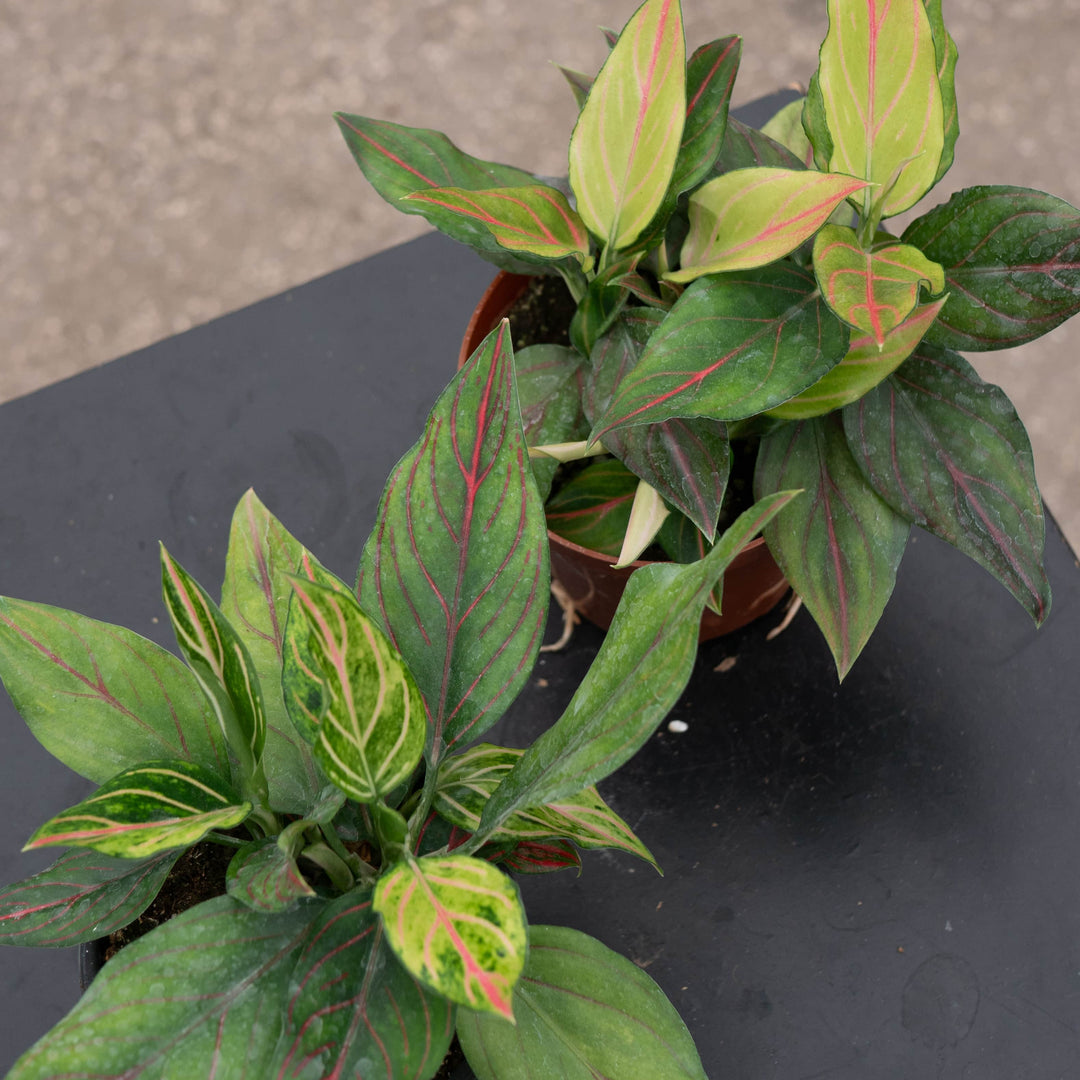 Gabriella Plants Aglaonema 4" Aglaonema 'Red Vein'
