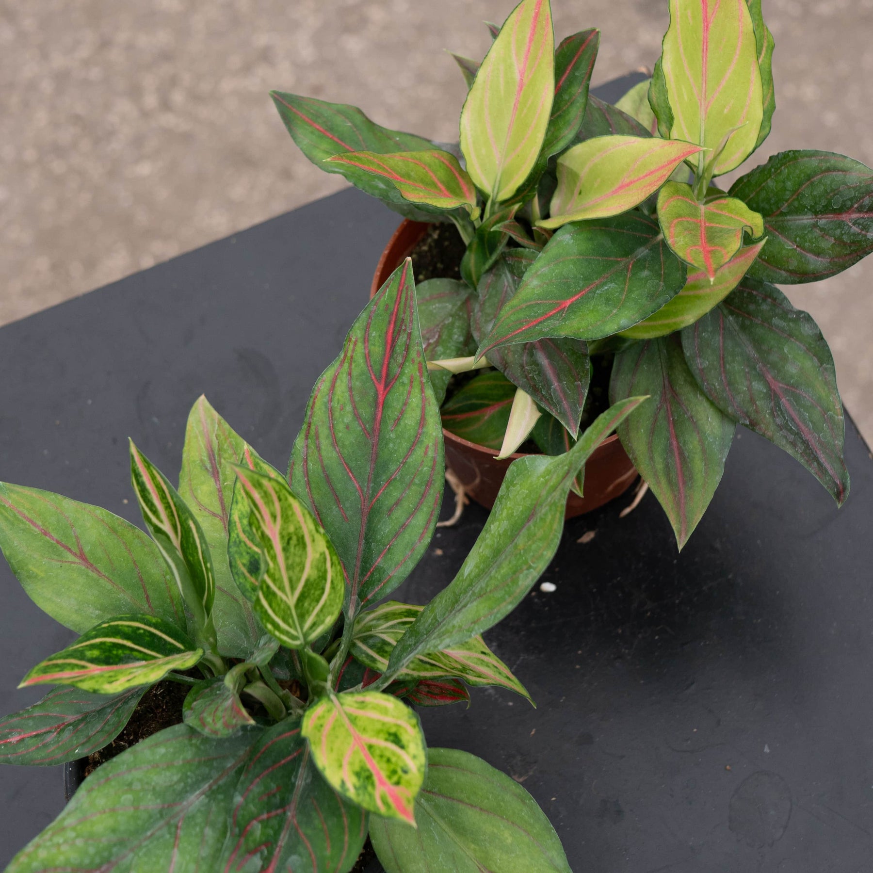 aglaonema red leaves Aglaonema 'Red Vein'