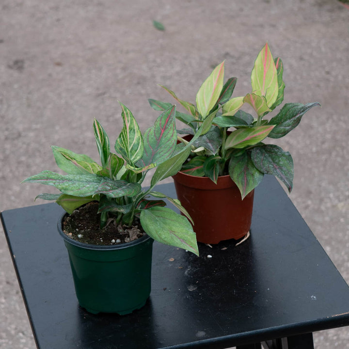 Gabriella Plants Aglaonema 4" Aglaonema 'Red Vein'