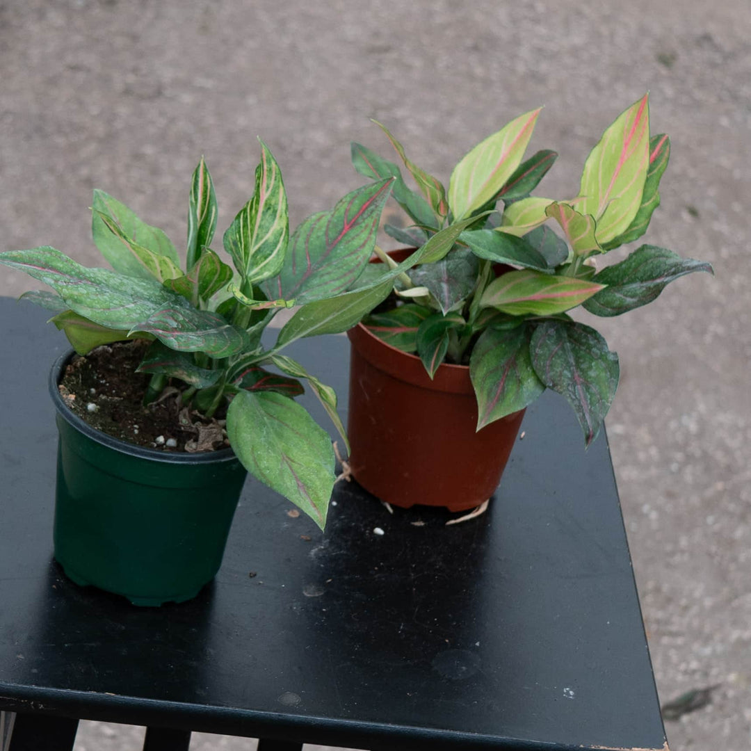Gabriella Plants Aglaonema 4" Aglaonema 'Red Vein'