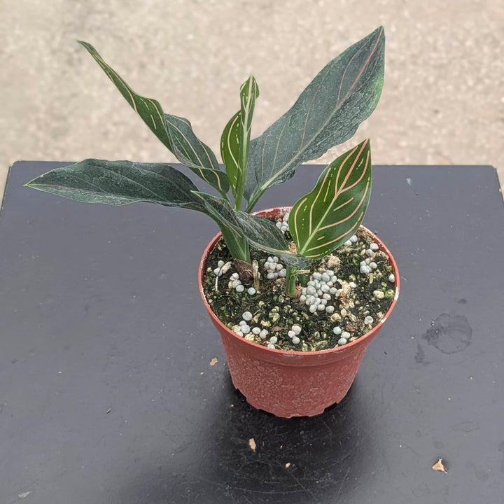 Gabriella Plants Aglaonema 4" Aglaonema &