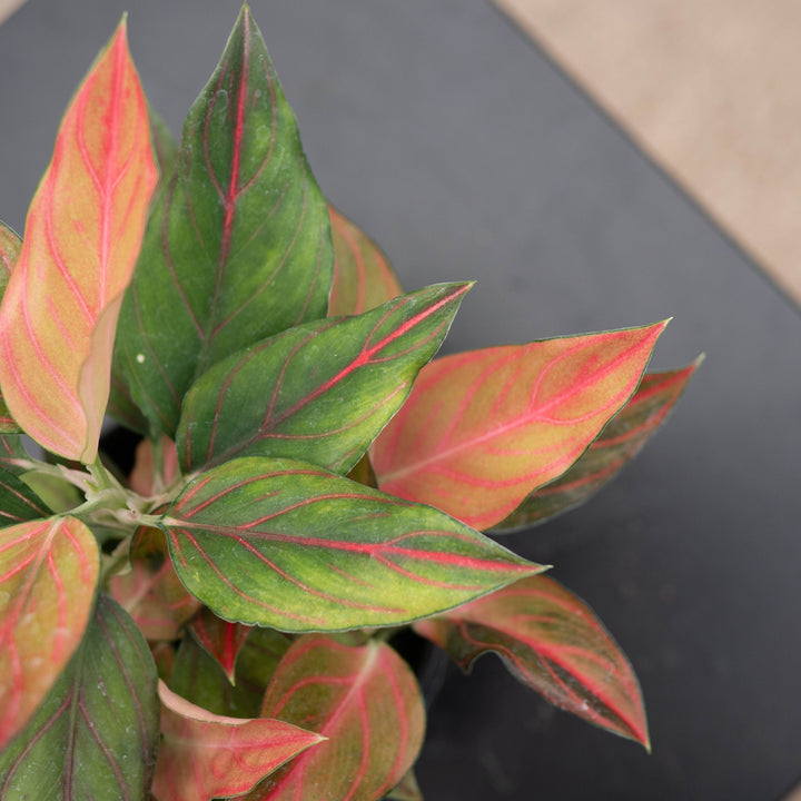 Gabriella Plants Aglaonema 4" Aglaonema &