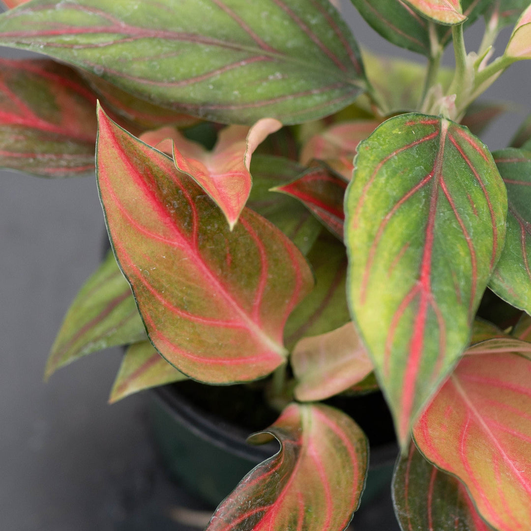 Gabriella Plants Aglaonema 4" Aglaonema &