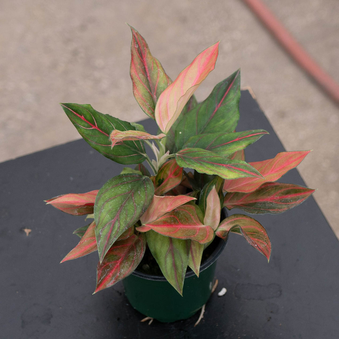 Gabriella Plants Aglaonema 4" Aglaonema &