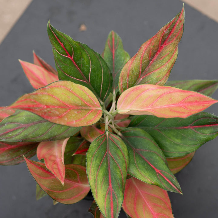 Gabriella Plants Aglaonema 4" Aglaonema &