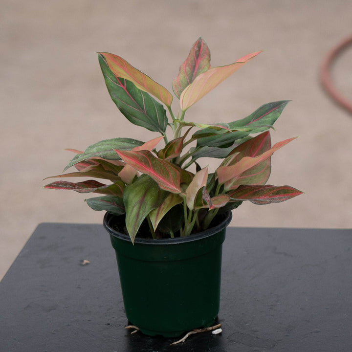 Gabriella Plants Aglaonema 4" Aglaonema &