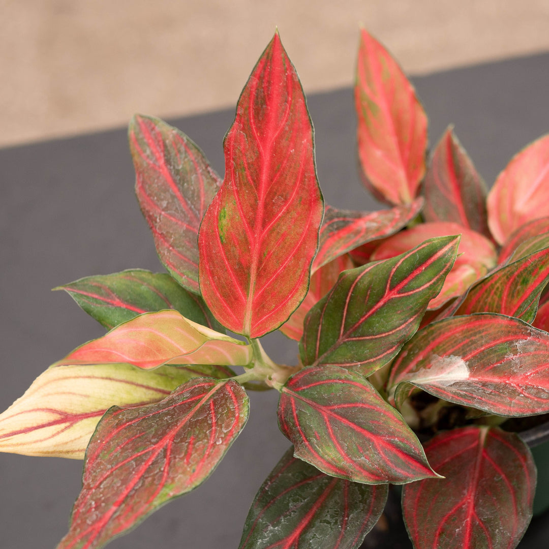 Gabriella Plants Aglaonema 4" Aglaonema &