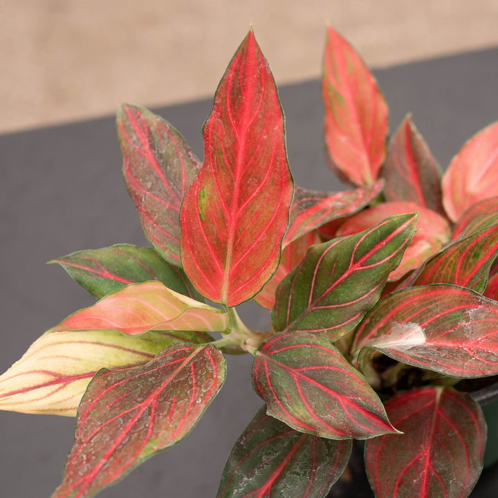 Gabriella Plants Aglaonema 4" Aglaonema &