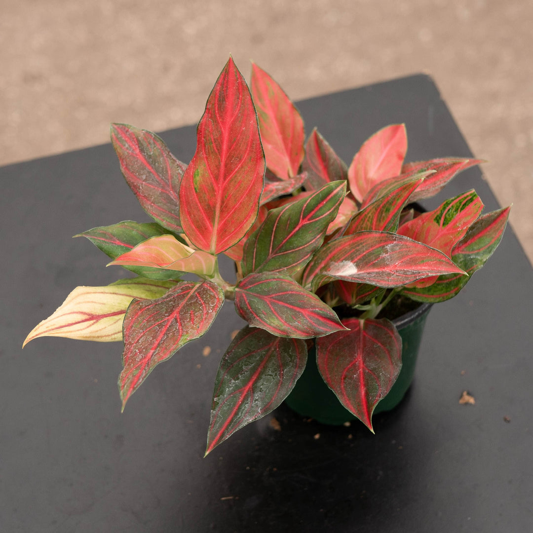 Gabriella Plants Aglaonema 4" Aglaonema &