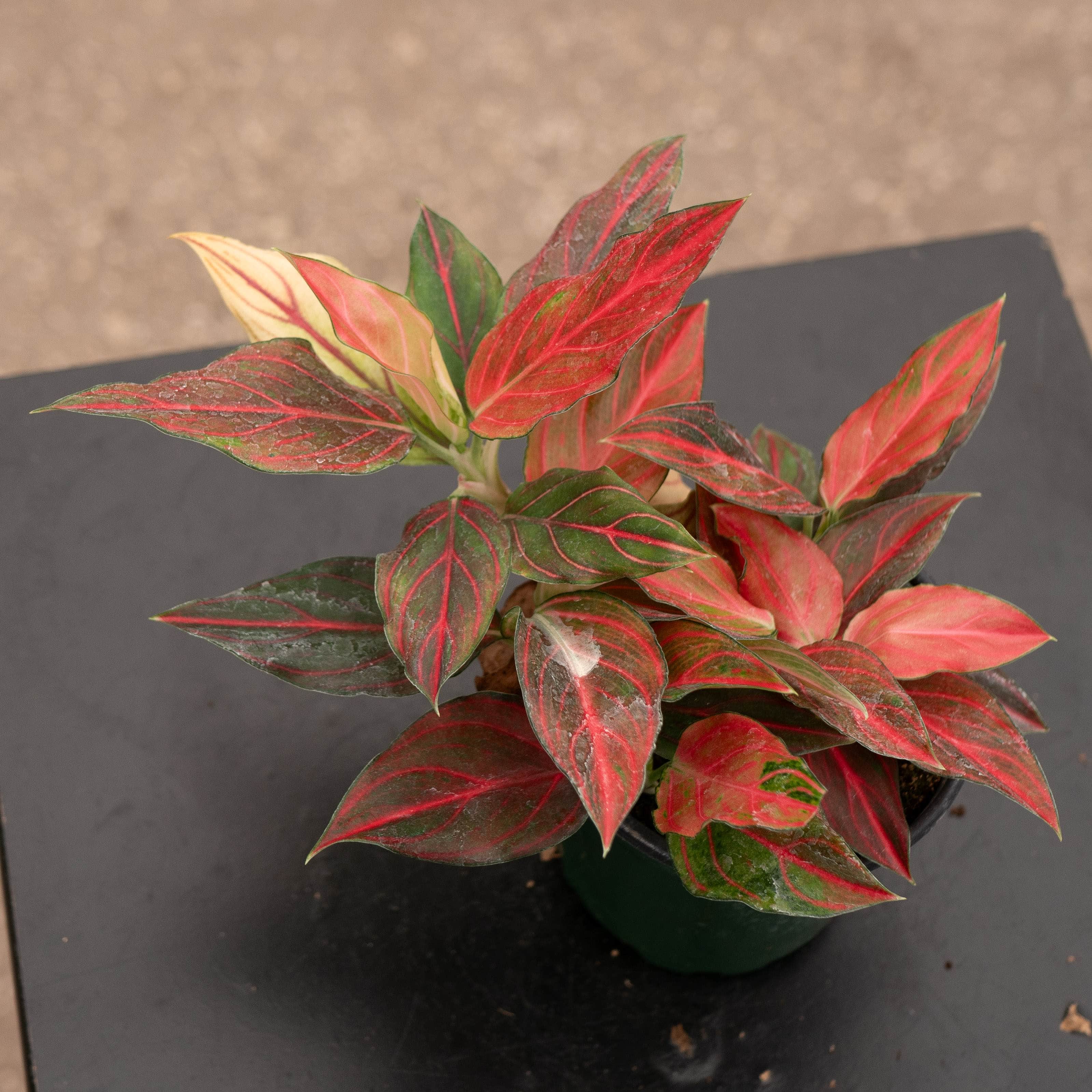 アグラオネマ Red Vein Aglaonema 'Red Vein' – Gabriella Plants