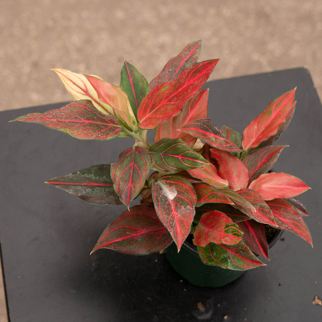 Gabriella Plants Aglaonema 4" Aglaonema &