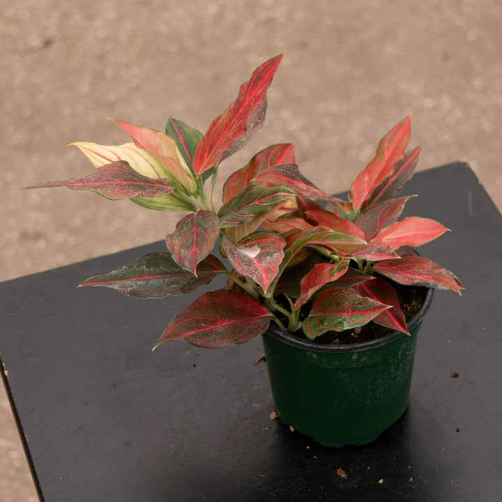 Gabriella Plants Aglaonema 4" Aglaonema &